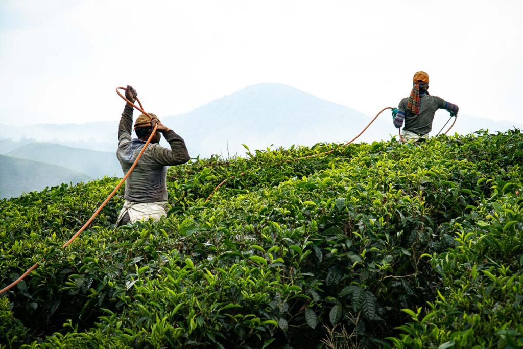 Visit BOH Tea Plantation Centre in Cameron Highlands - Worldwide Walkers