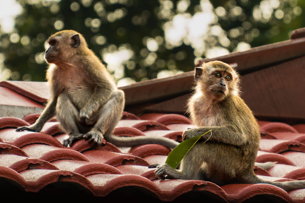 Monkeys on our hotel roof in Pangkor