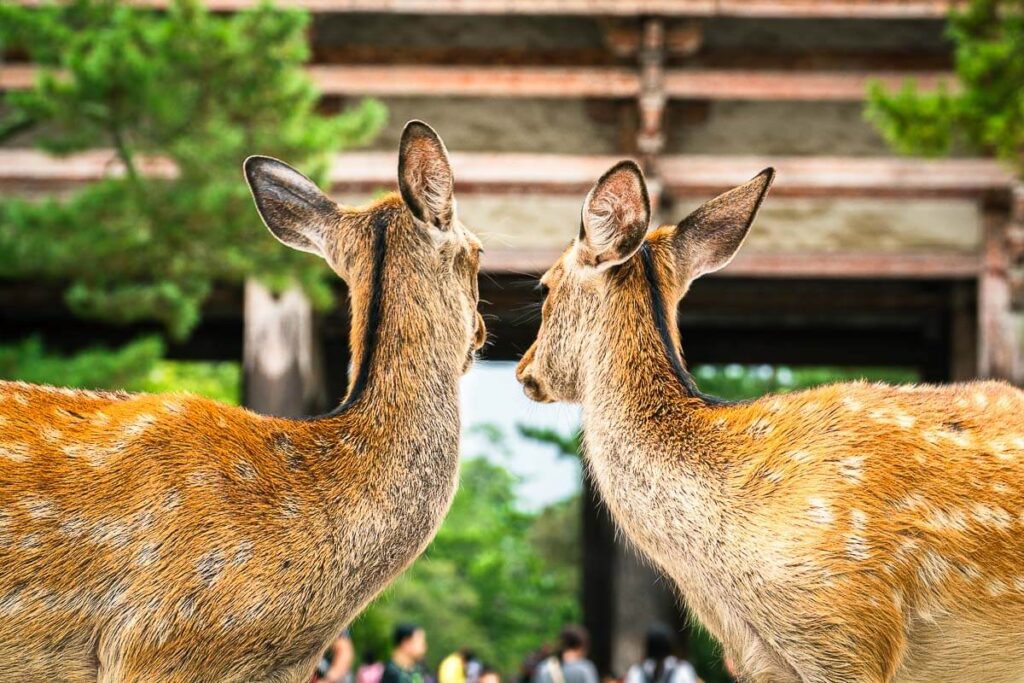 2 deer seen on a day trip to Nara from Osaka, Japan