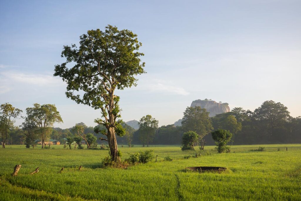 Landscape picture of rice fields in Sri Lanka