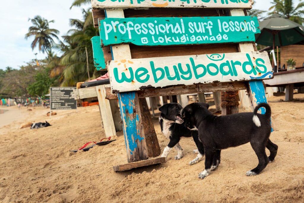 Puppies playing in Hiriketiya Beach, Sri Lanka