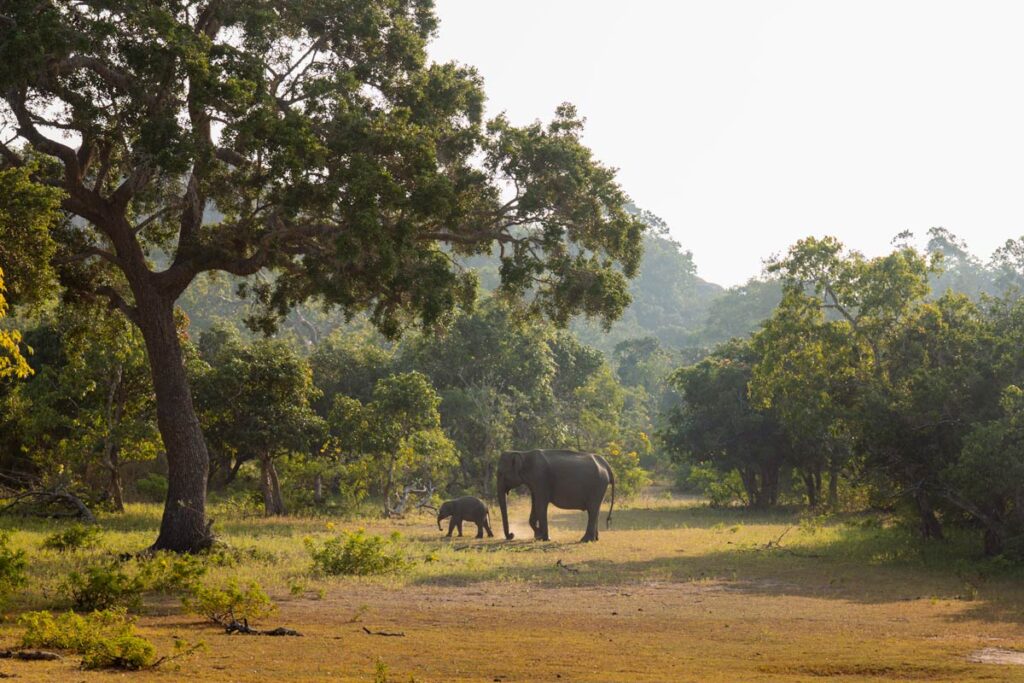 Elephants in Yala National Park